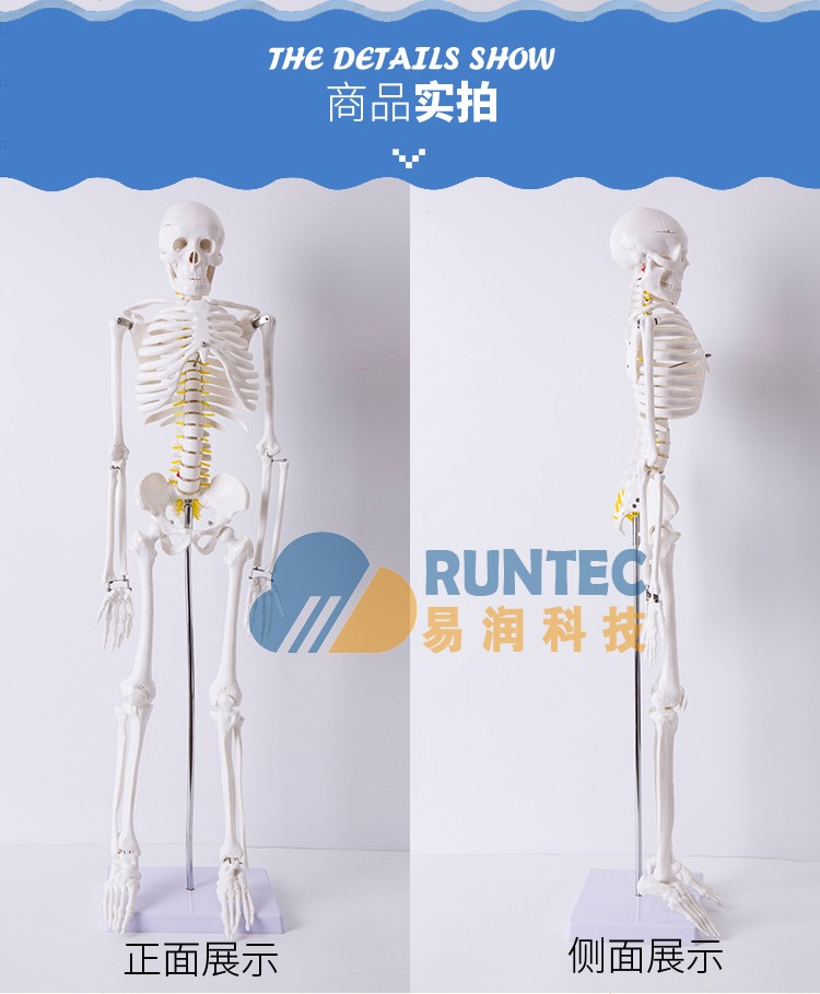 人体骨骼模型插图