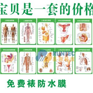 人体解剖挂图
