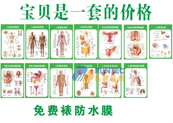 人体解剖挂图