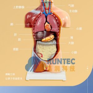 人体结构模型和人体骨骼模型