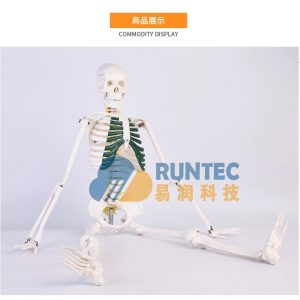 Modelo esquelético humano